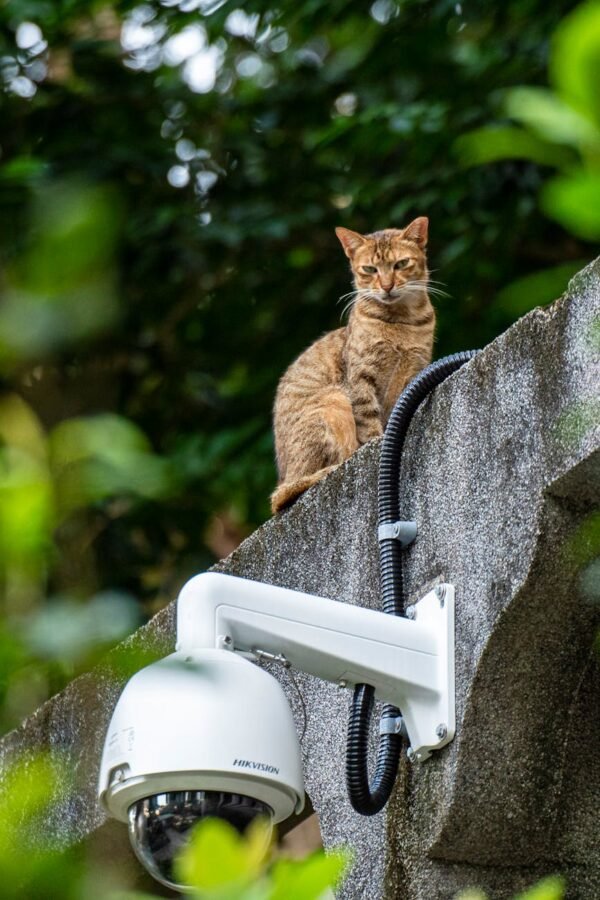 selective focus photography of cat above white security camera